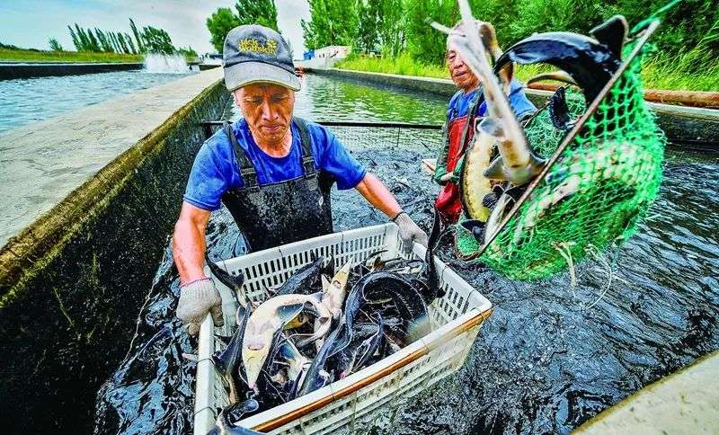 服务主说念主员在兵团第十二师二二二团鲟龙鱼水产繁衍基地内哺养。