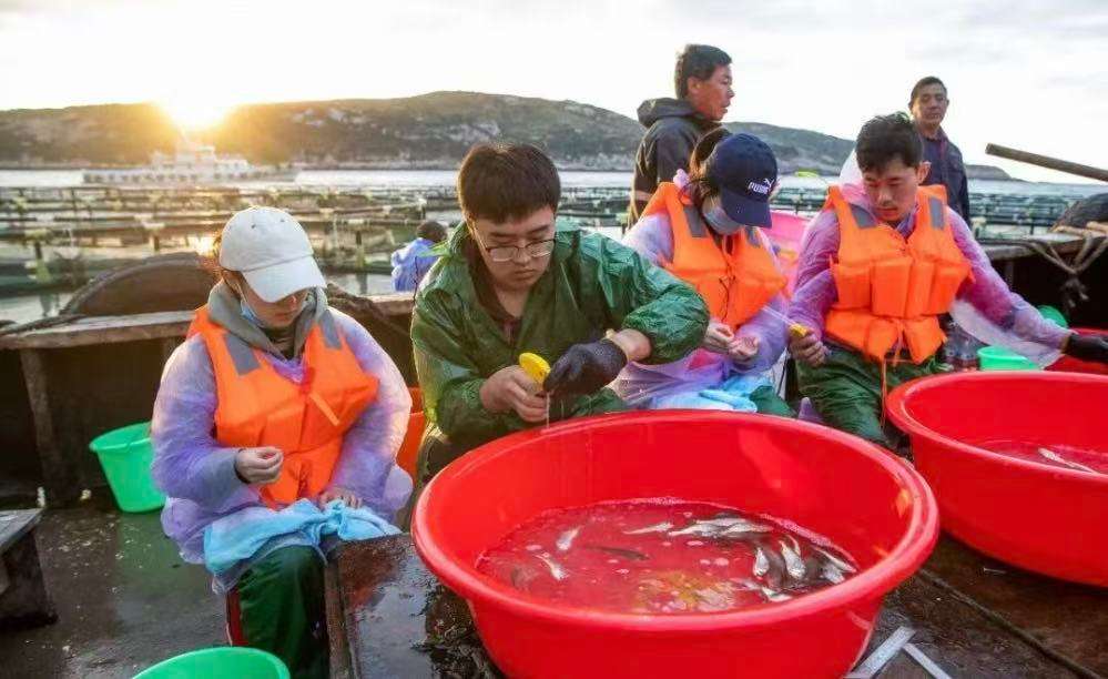 浙江海洋大学科研东谈主员在为大黄鱼挂上试验标签