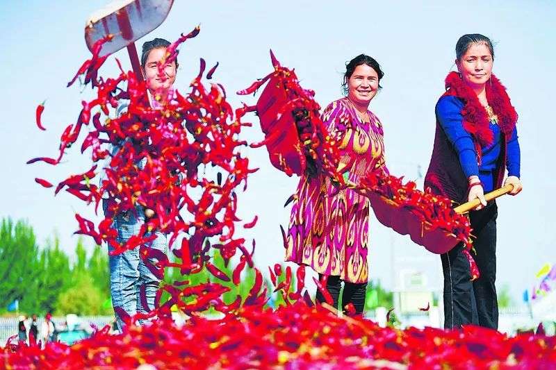 兵团第十二师二二一团万亩辣椒晒场上，村民正在曝晒辣椒，脸上飘溢着丰充的兴奋。