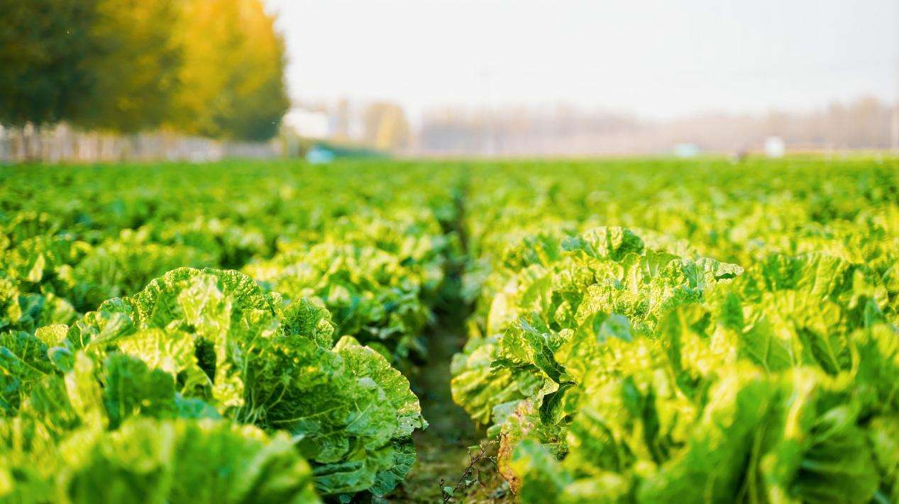 DSC00758-opq4115923584