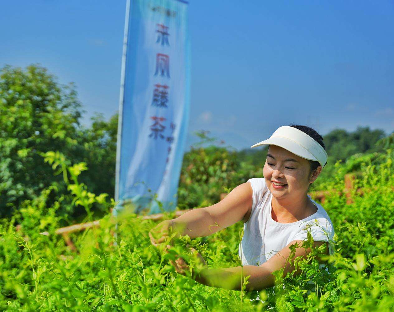 藤茶采摘。刘强国摄