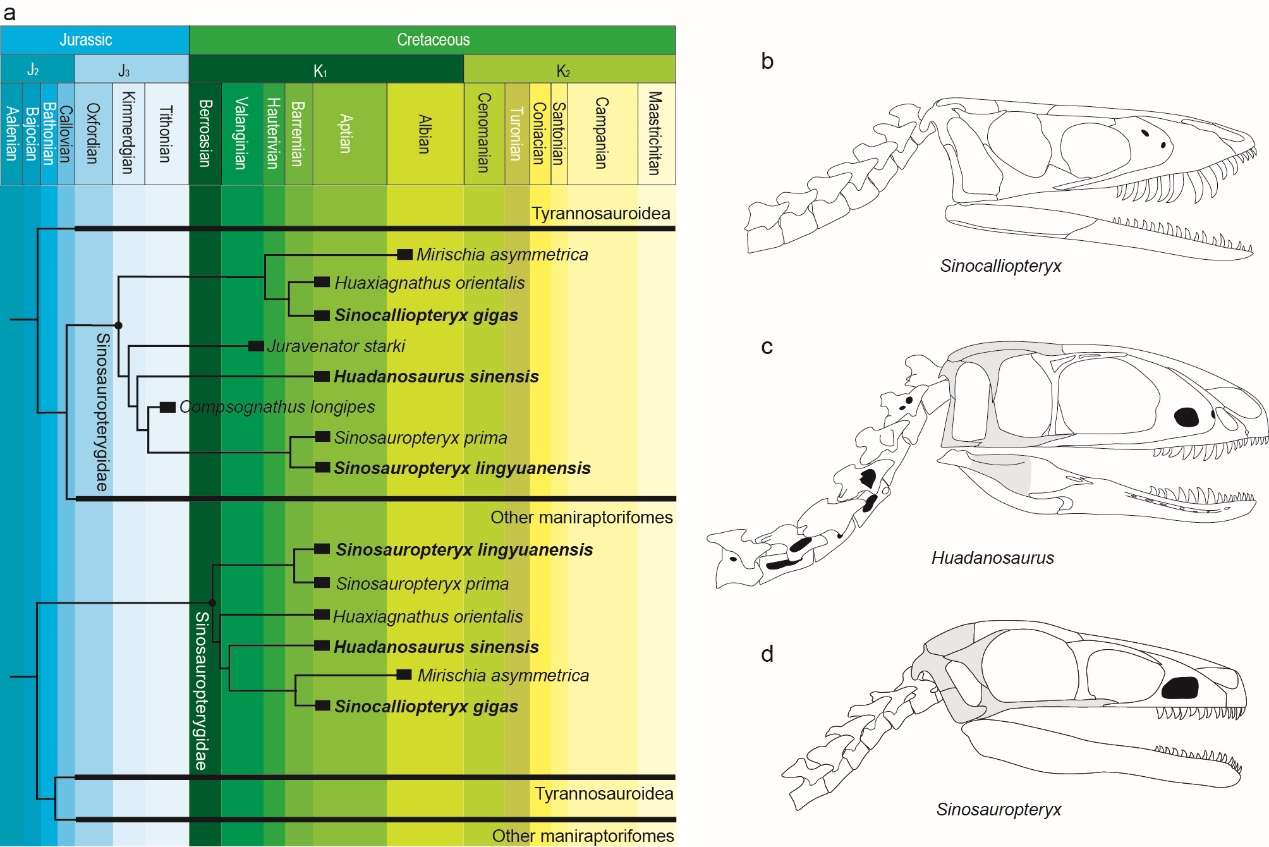 E:\古脊椎所\课题\好意思颌龙\二审\Figure 3.jpg