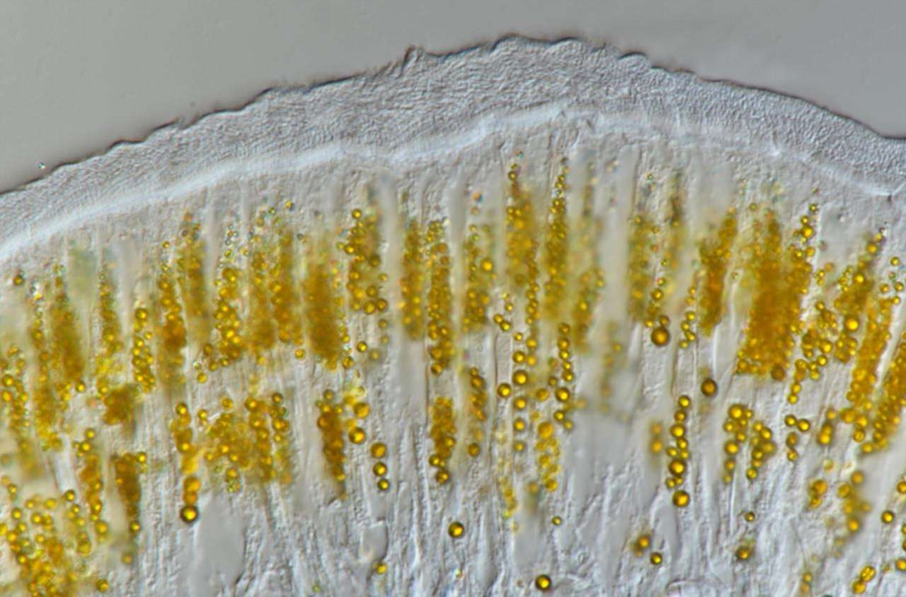 A close-up of a microscope AI-generated content may be incorrect.