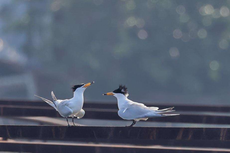 4bea92c38559b1b03ff5ad6fa0e5588