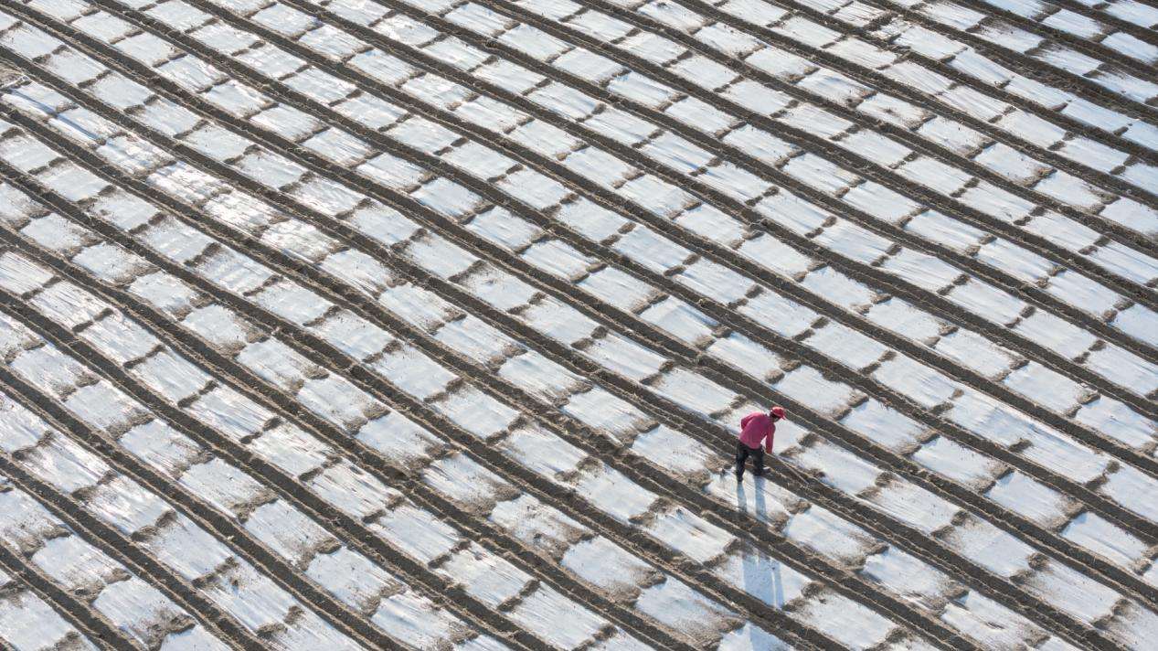 马铃薯万亩标准化规模生产示范基地