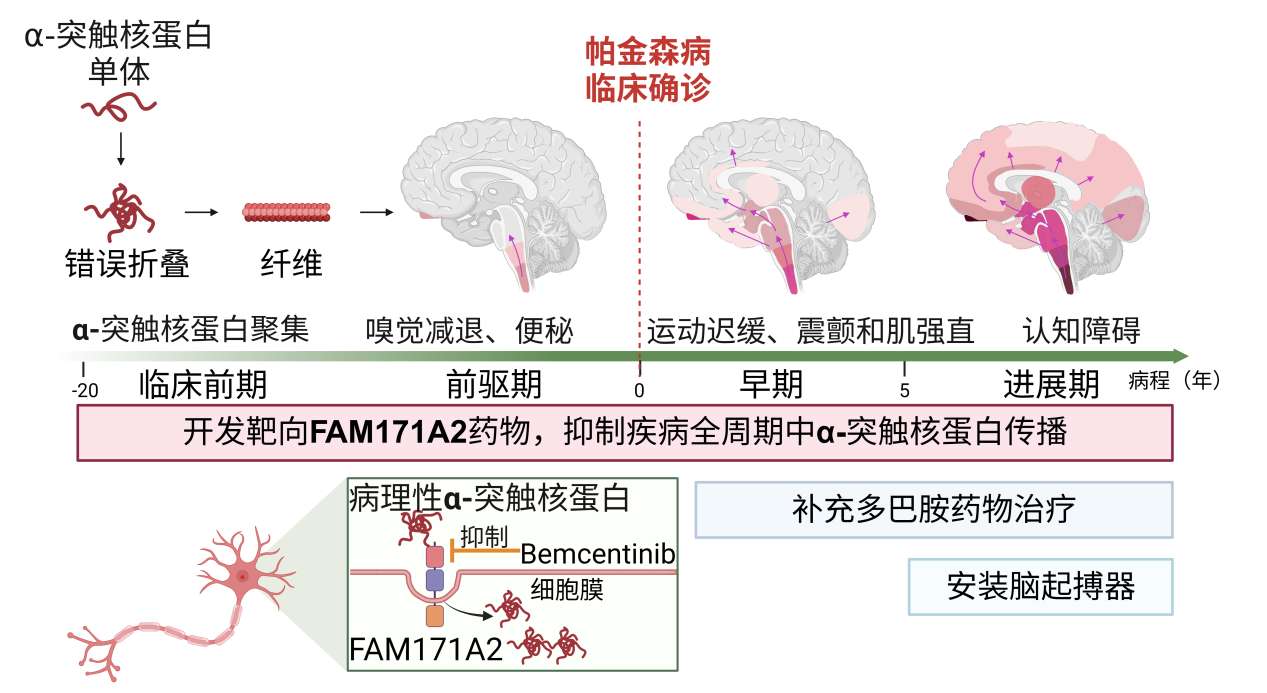 图2 开发靶向FAM171A2新药有望构建帕金森病标本兼治新体系