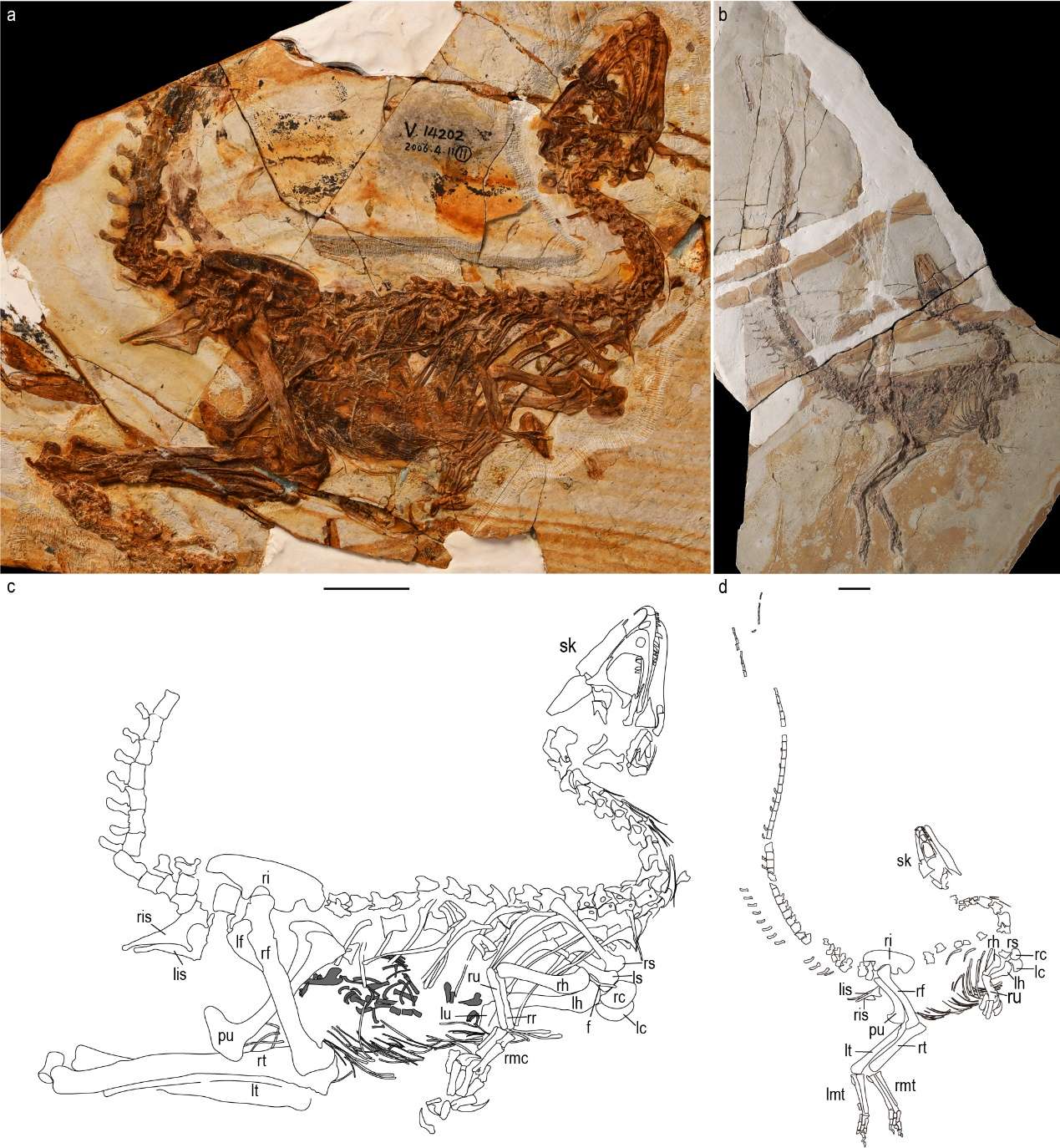 E:\古脊椎所\课题\好意思颌龙\二审\Figure 1.jpg