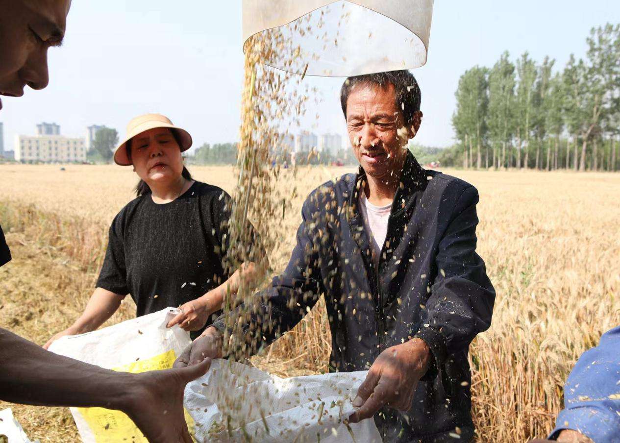 5月29日，在博爱县柏山镇柏山村，村民们在收获小麦（图1-6）。